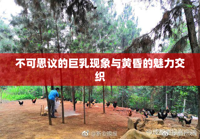 不可思议的巨乳现象与黄昏的魅力交织