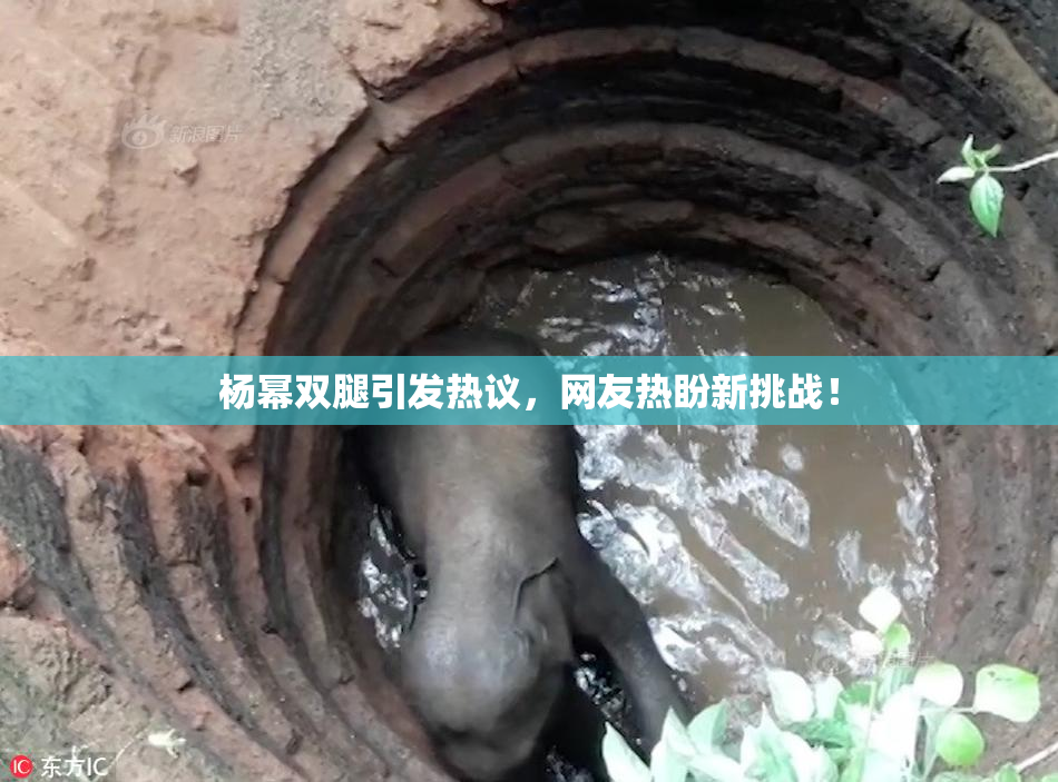 杨幂双腿引发热议，网友热盼新挑战！