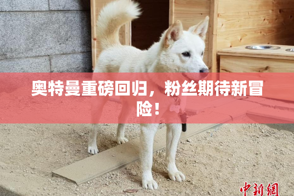 奥特曼重磅回归，粉丝期待新冒险！