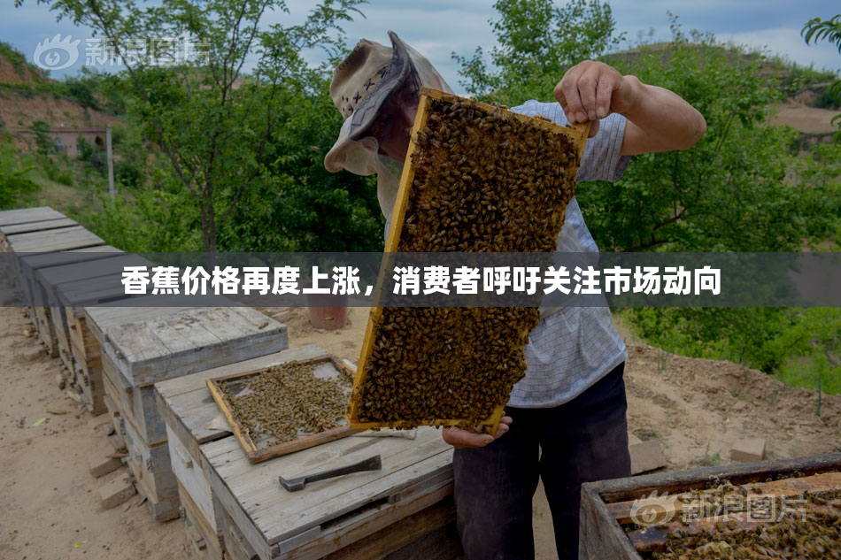 香蕉价格再度上涨，消费者呼吁关注市场动向