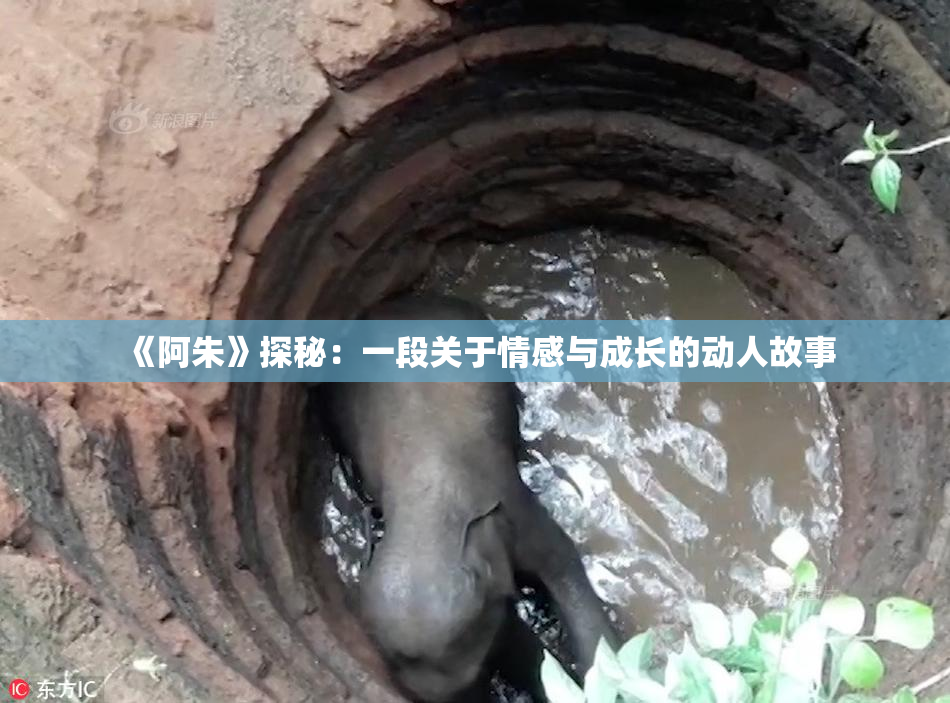 《阿朱》探秘：一段关于情感与成长的动人故事