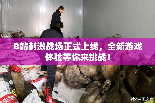 B站刺激战场正式上线，全新游戏体验等你来挑战！