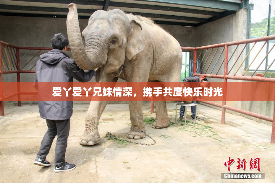 爱丫爱丫兄妹情深，携手共度快乐时光