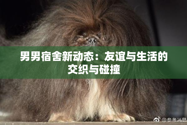 男男宿舍新动态：友谊与生活的交织与碰撞