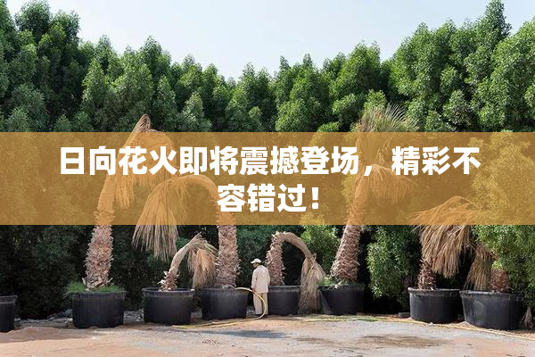 日向花火即将震撼登场，精彩不容错过！