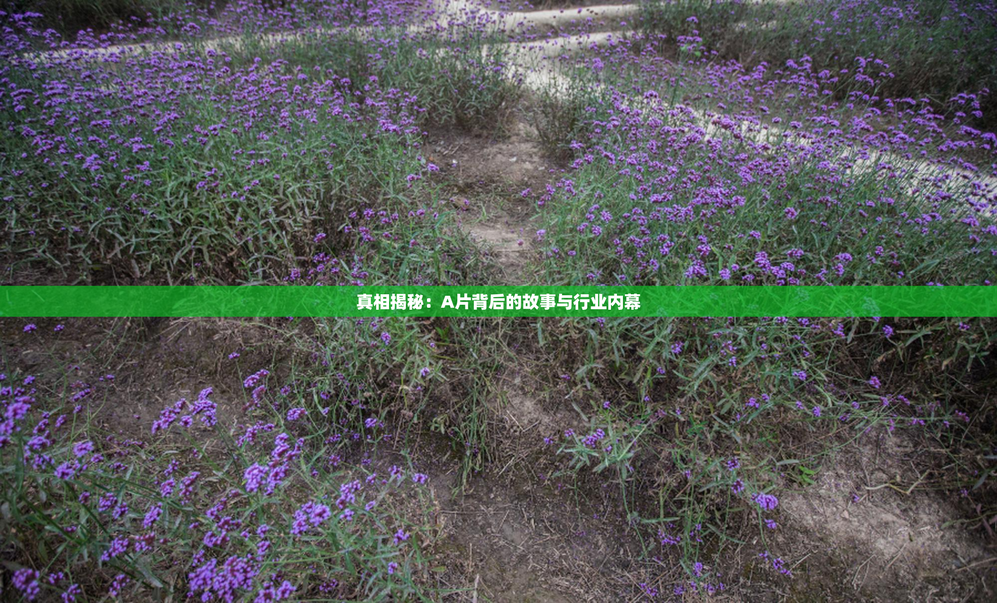 真相揭秘：A片背后的故事与行业内幕
