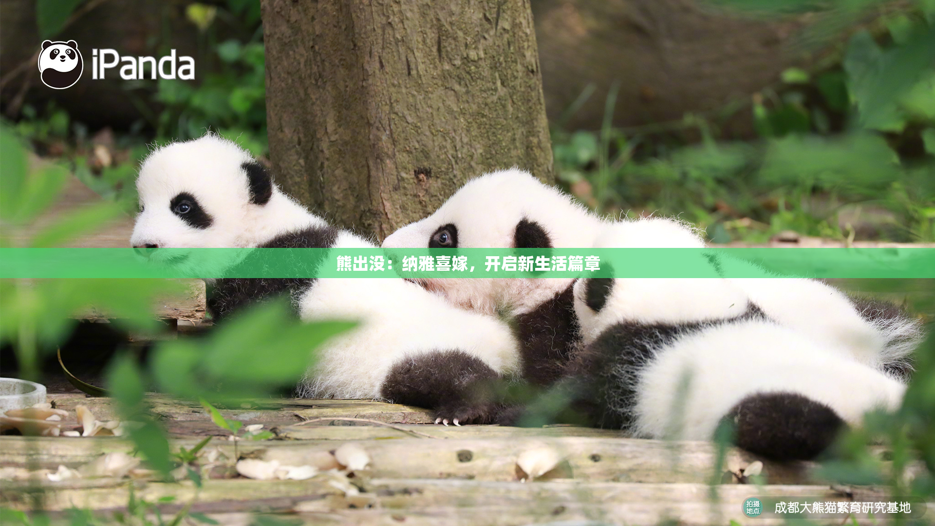 熊出没：纳雅喜嫁，开启新生活篇章