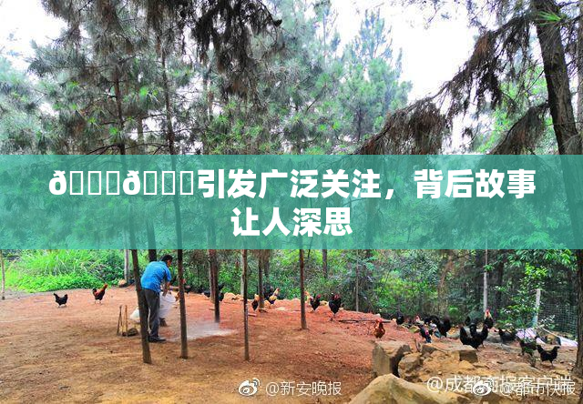 🐔🐔引发广泛关注，背后故事让人深思