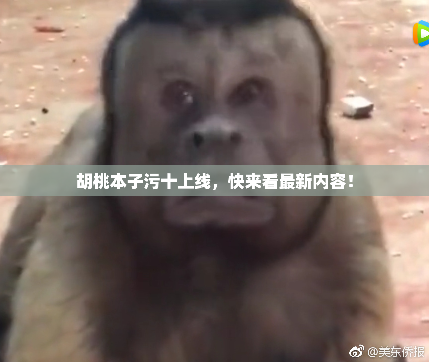 胡桃本子污十上线，快来看最新内容！