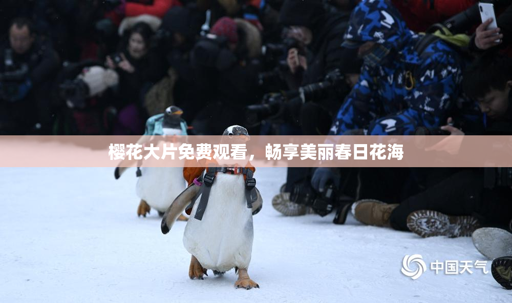 樱花大片免费观看，畅享美丽春日花海