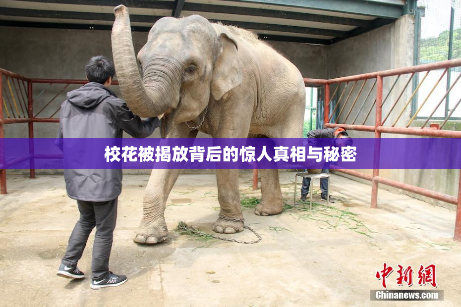 校花被揭放背后的惊人真相与秘密