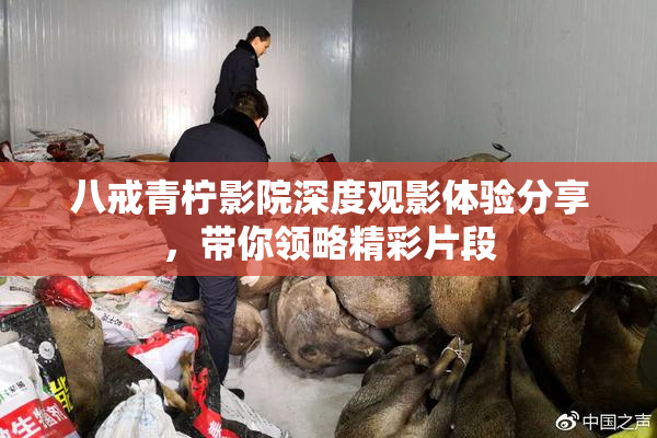 八戒青柠影院深度观影体验分享，带你领略精彩片段