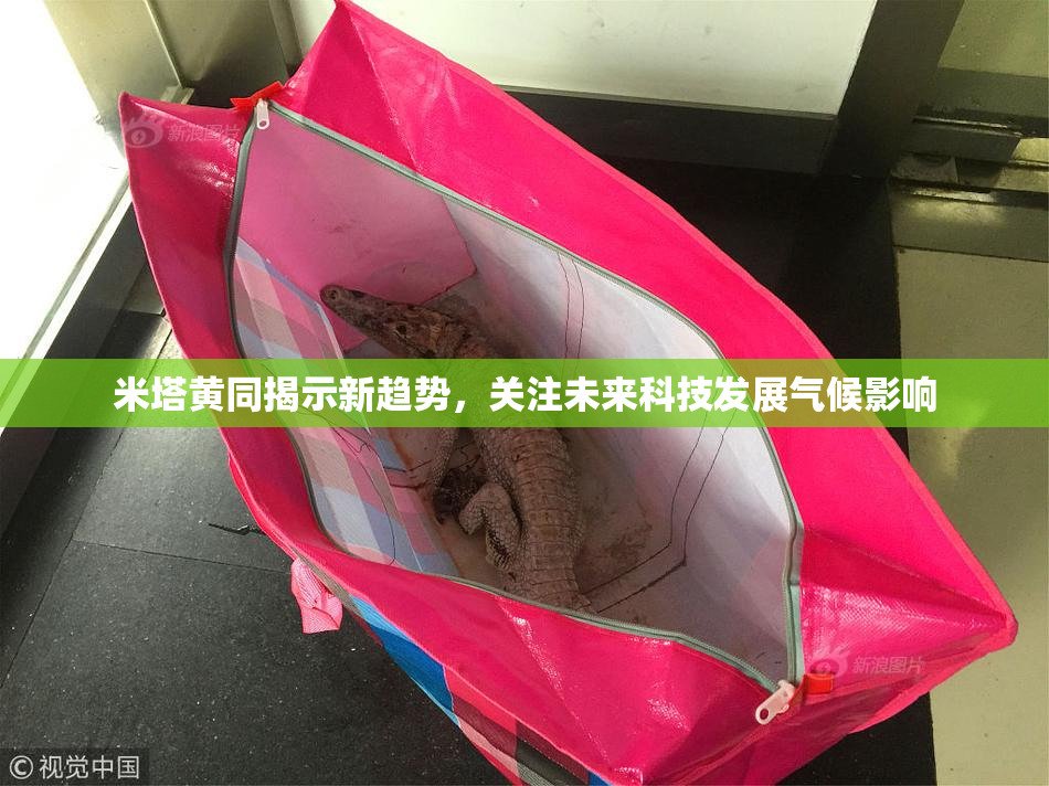 米塔黄同揭示新趋势，关注未来科技发展气候影响