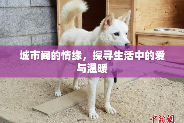 城市间的情缘，探寻生活中的爱与温暖