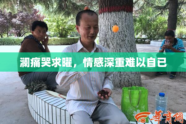 澜痛哭求曜，情感深重难以自已