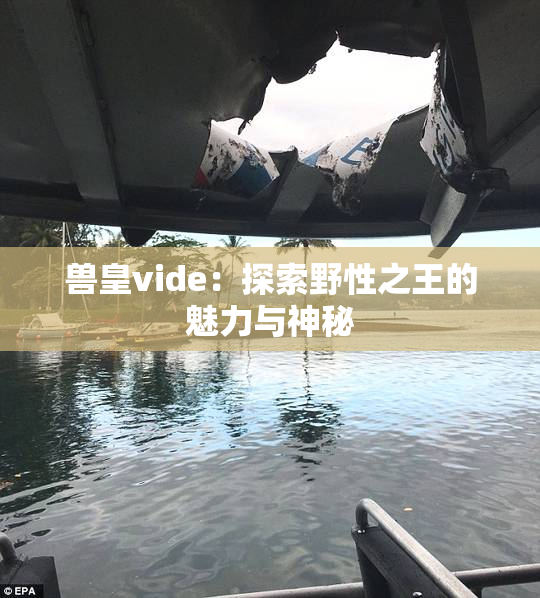 兽皇vide：探索野性之王的魅力与神秘