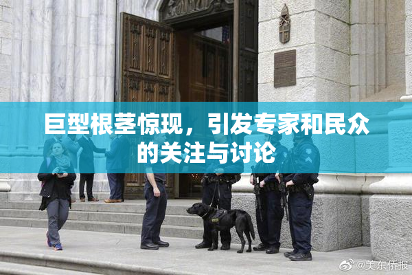 巨型根茎惊现，引发专家和民众的关注与讨论