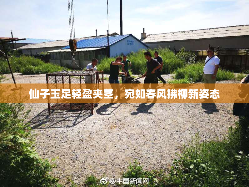 仙子玉足轻盈夹茎，宛如春风拂柳新姿态