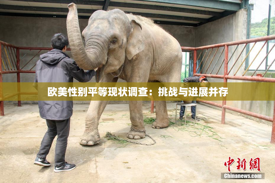 欧美性别平等现状调查：挑战与进展并存