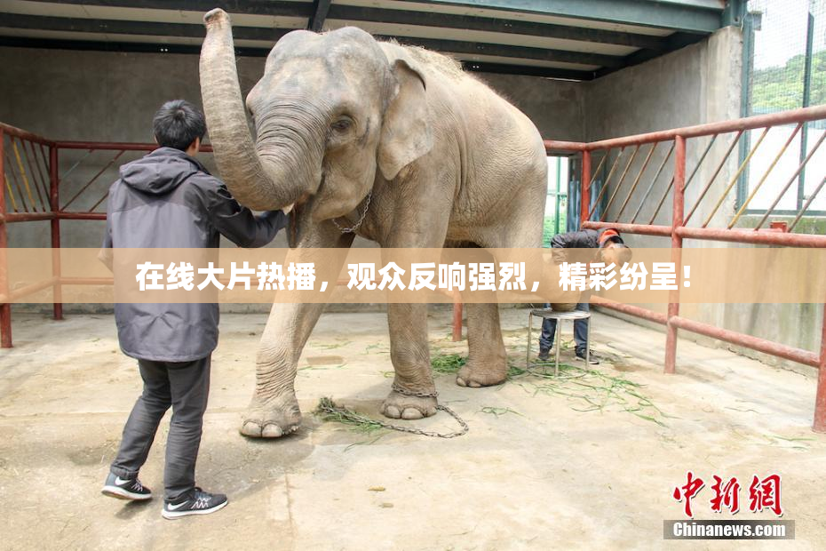 在线大片热播，观众反响强烈，精彩纷呈！