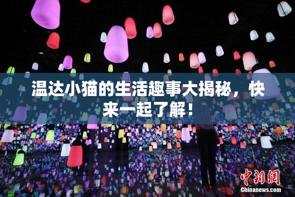 温达小猫的生活趣事大揭秘，快来一起了解！