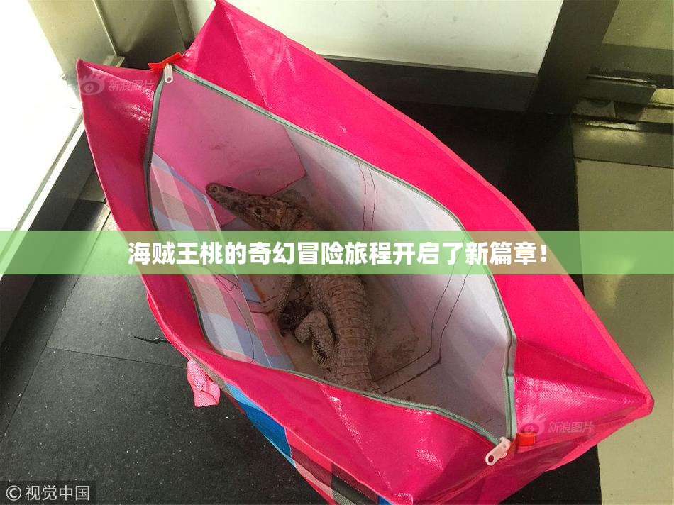 海贼王桃的奇幻冒险旅程开启了新篇章！