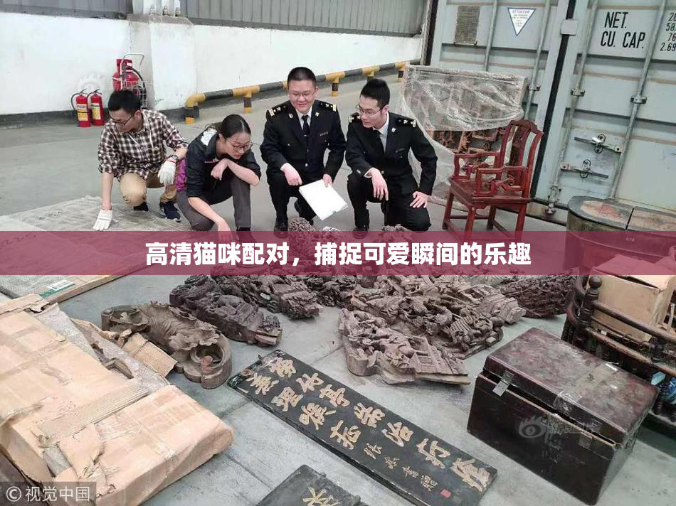 高清猫咪配对，捕捉可爱瞬间的乐趣
