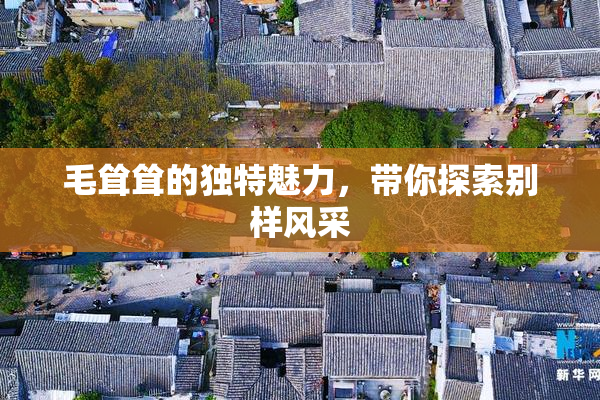 毛耸耸的独特魅力，带你探索别样风采