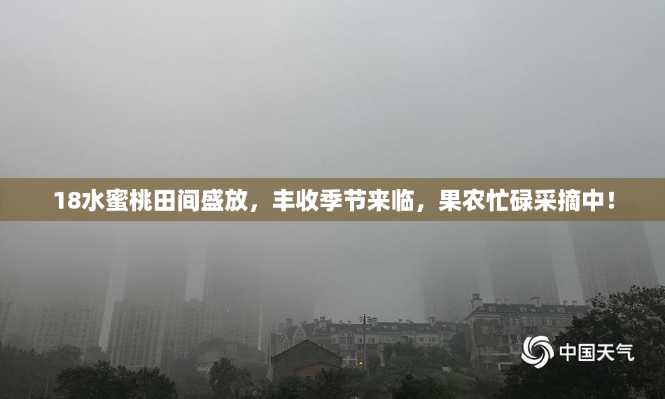 18水蜜桃田间盛放，丰收季节来临，果农忙碌采摘中！