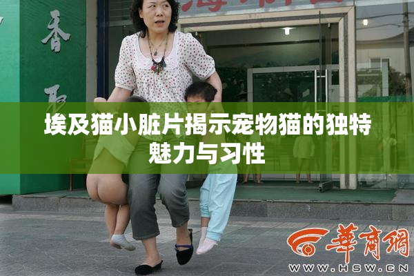 埃及猫小脏片揭示宠物猫的独特魅力与习性