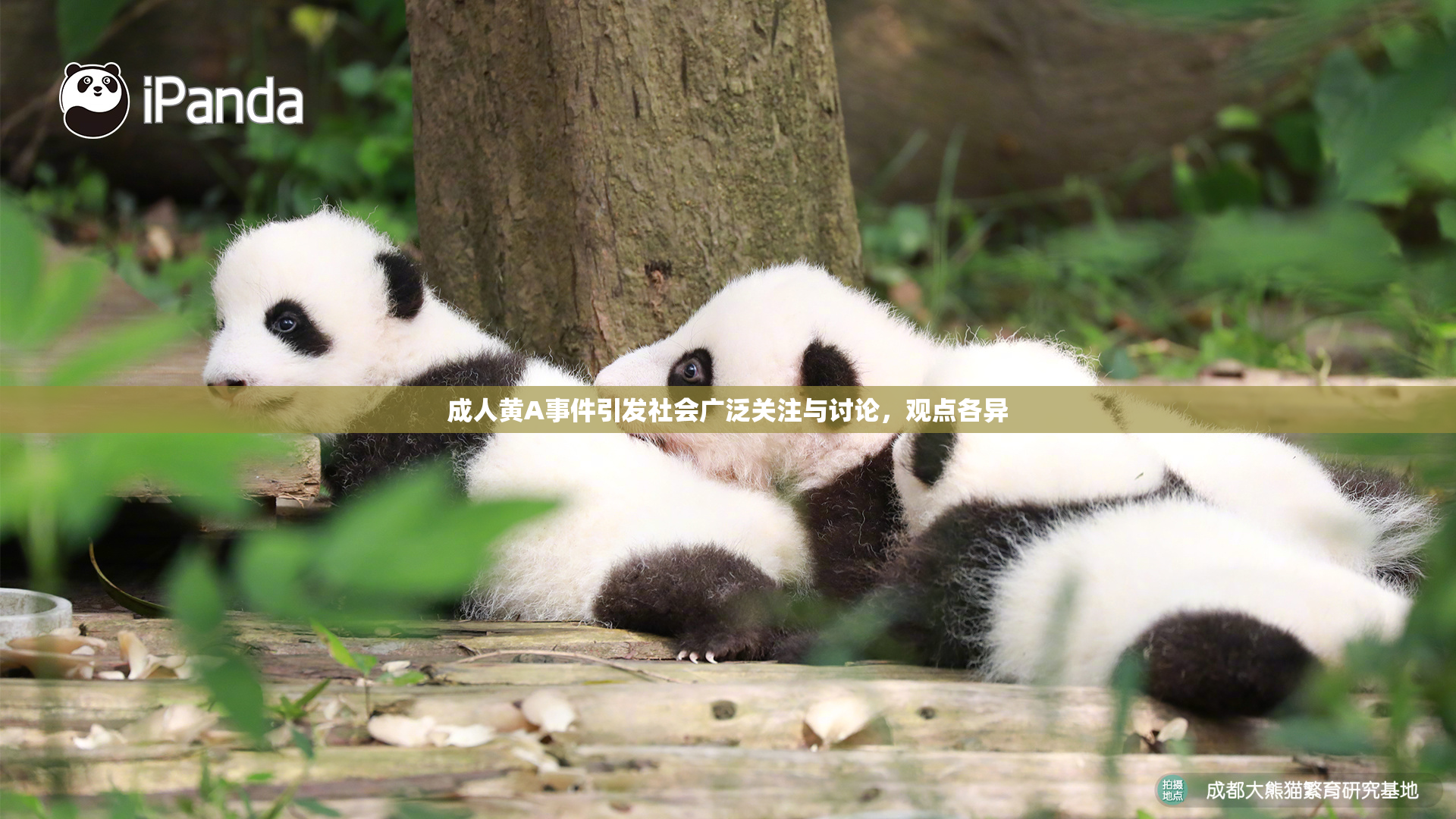 成人黄A事件引发社会广泛关注与讨论，观点各异