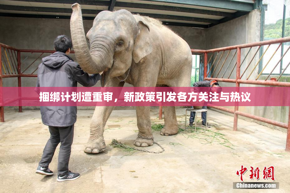 捆绑计划遭重审，新政策引发各方关注与热议