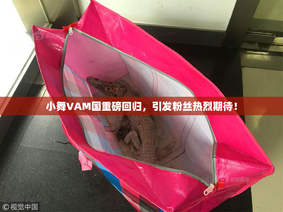 小舞VAM国重磅回归，引发粉丝热烈期待！