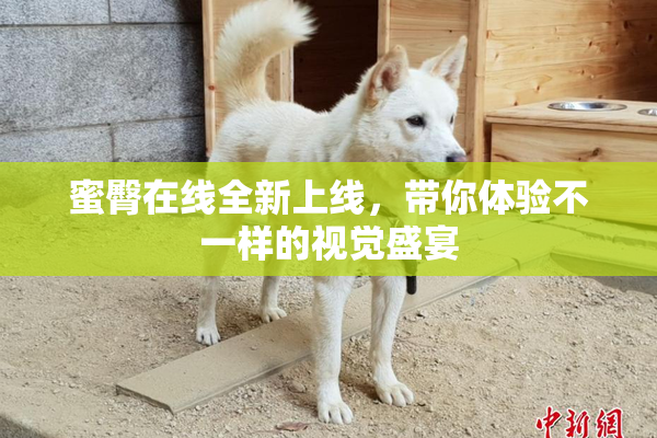 蜜臀在线全新上线，带你体验不一样的视觉盛宴