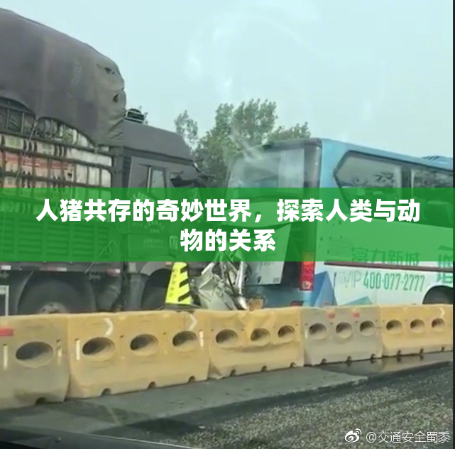 人猪共存的奇妙世界，探索人类与动物的关系