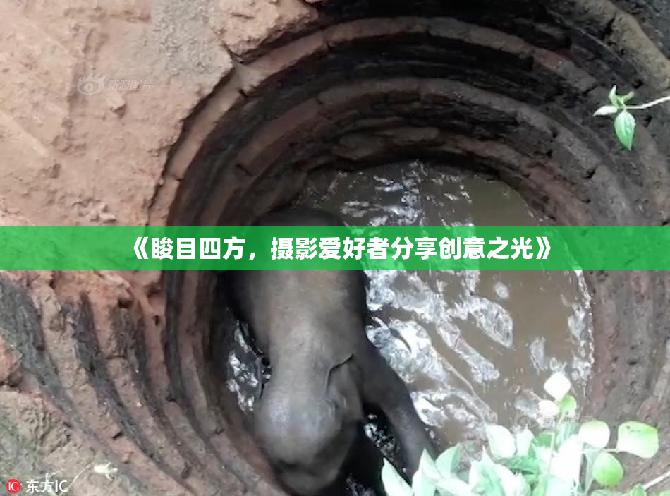 《睃目四方，摄影爱好者分享创意之光》