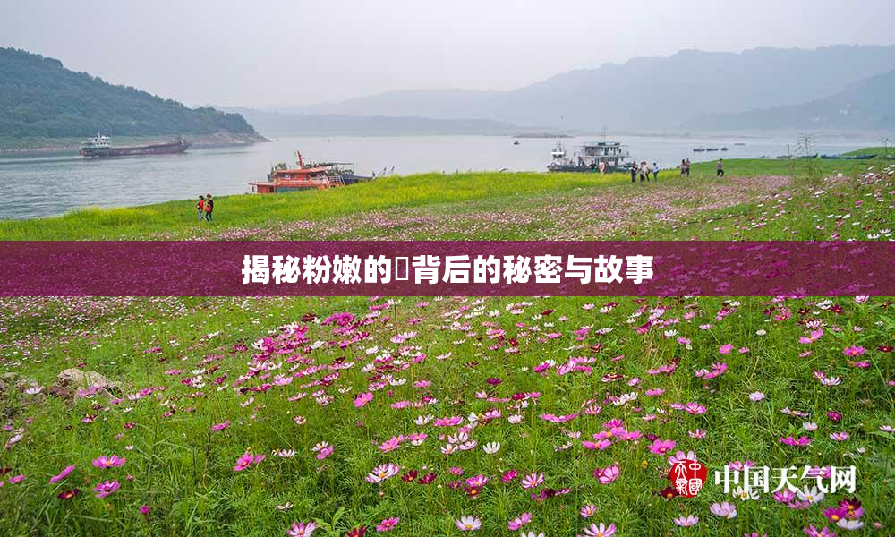 揭秘粉嫩的泬背后的秘密与故事