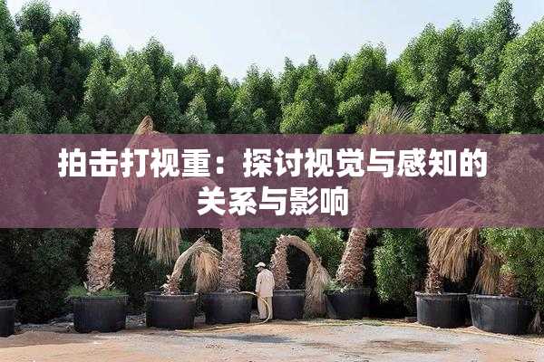 拍击打视重：探讨视觉与感知的关系与影响