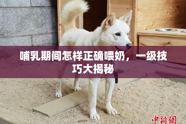 哺乳期间怎样正确喂奶，一级技巧大揭秘