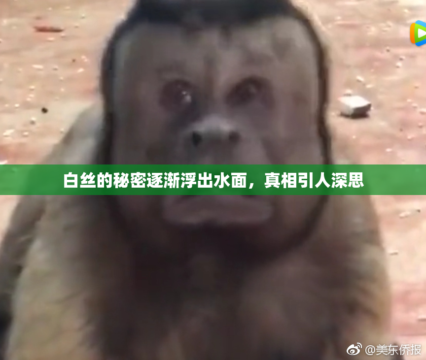 白丝的秘密逐渐浮出水面，真相引人深思