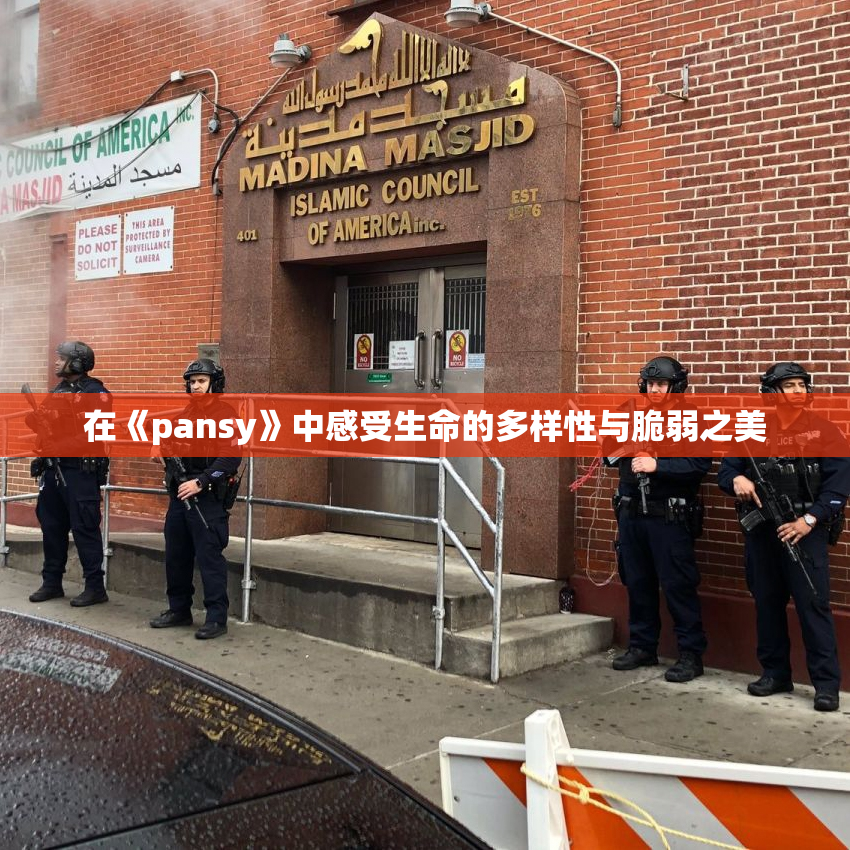 在《pansy》中感受生命的多样性与脆弱之美