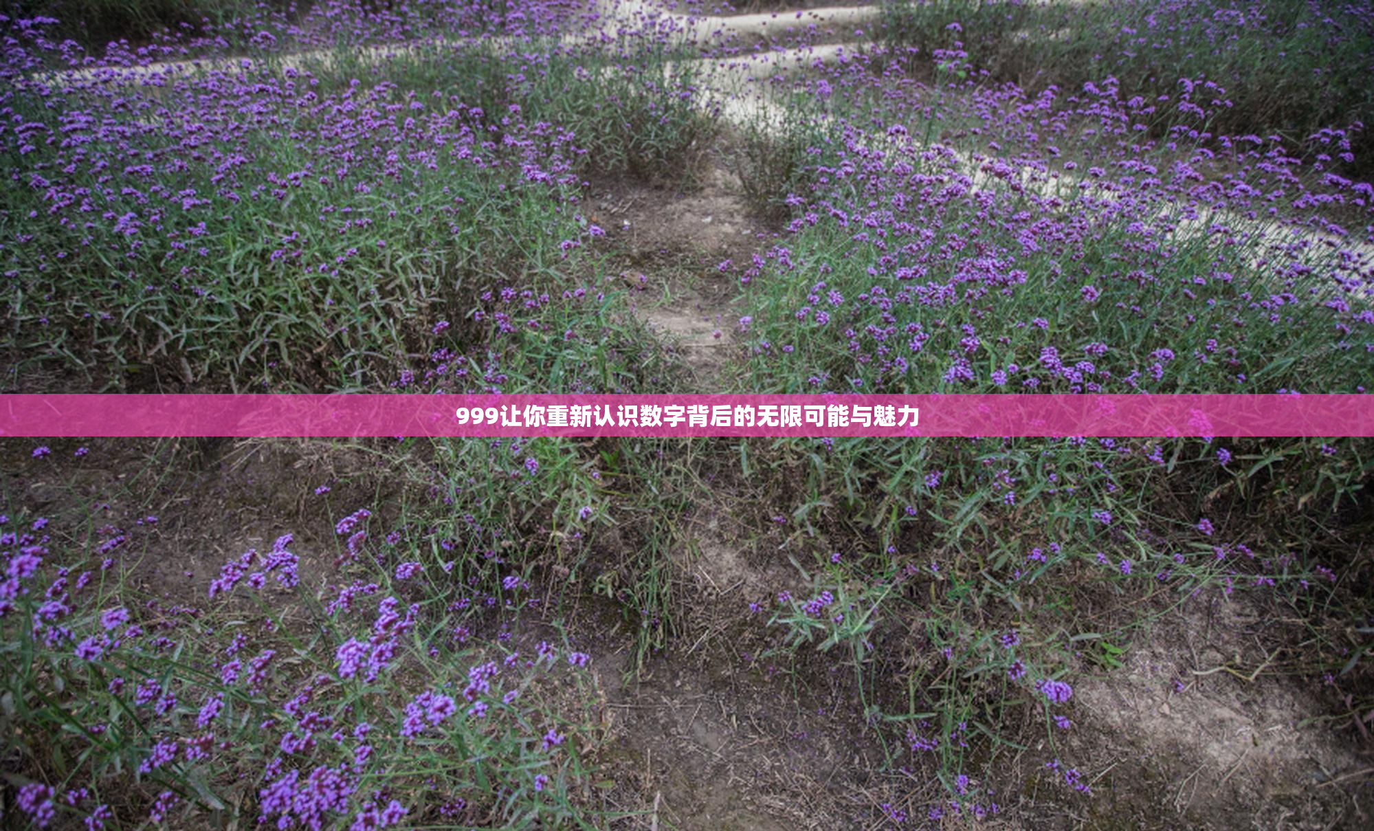 999让你重新认识数字背后的无限可能与魅力