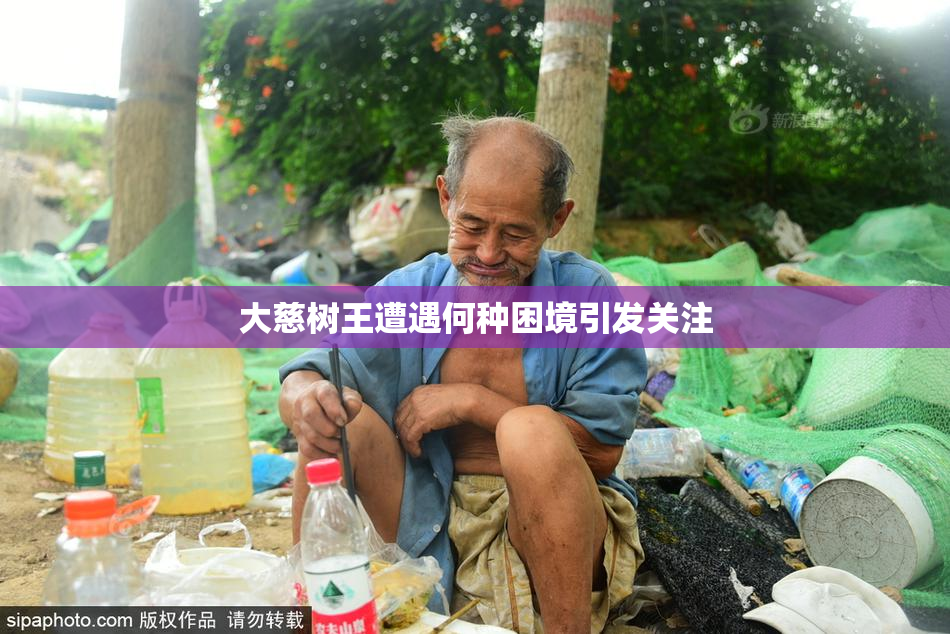 大慈树王遭遇何种困境引发关注