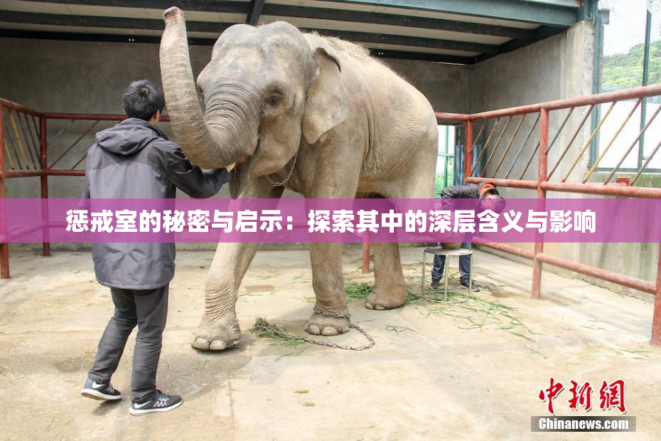 惩戒室的秘密与启示：探索其中的深层含义与影响
