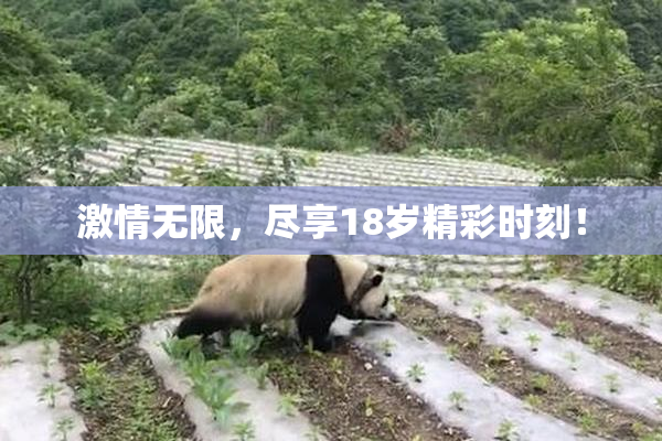 激情无限，尽享18岁精彩时刻！