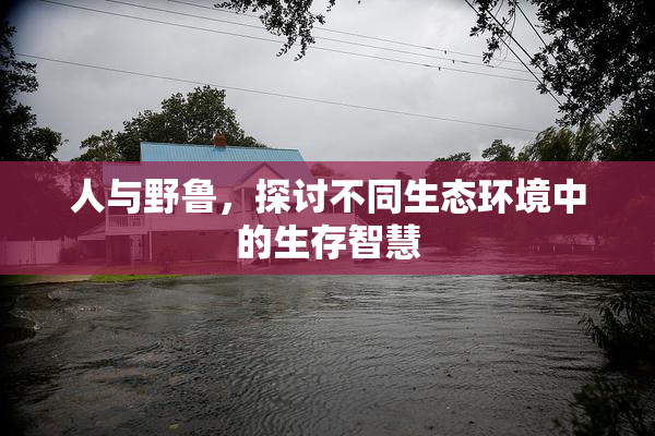 人与野鲁，探讨不同生态环境中的生存智慧