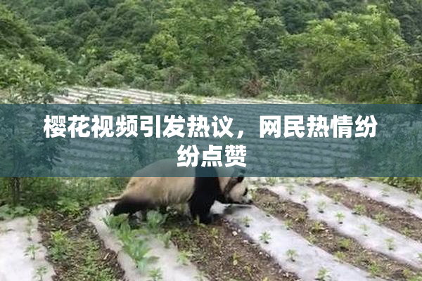 樱花视频引发热议，网民热情纷纷点赞