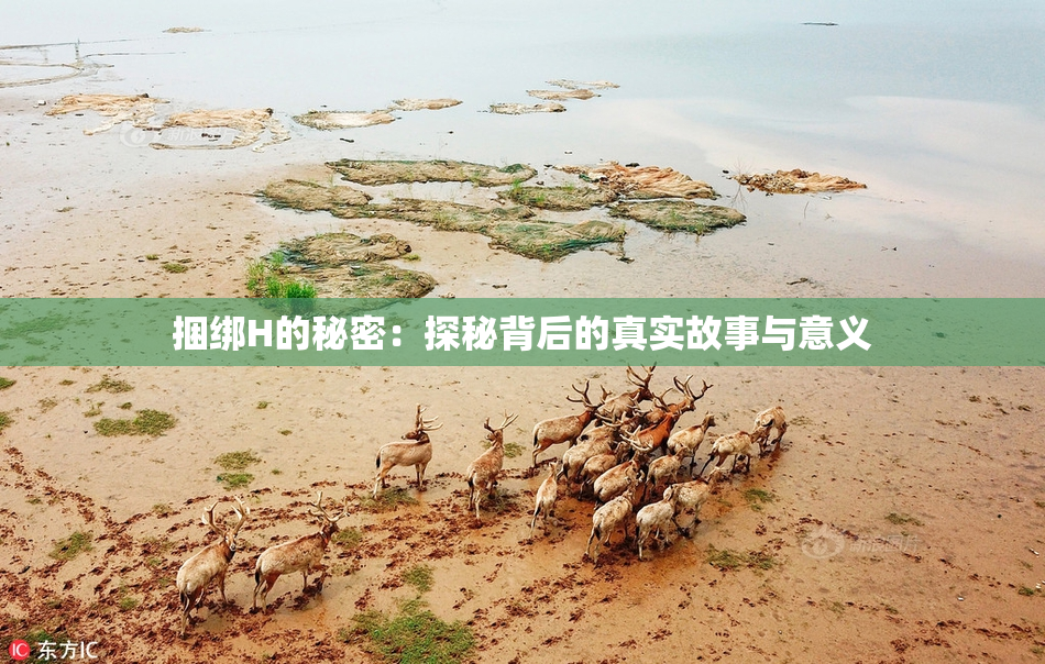 捆绑H的秘密：探秘背后的真实故事与意义