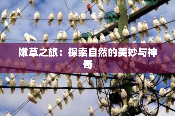 嫩草之旅：探索自然的美妙与神奇