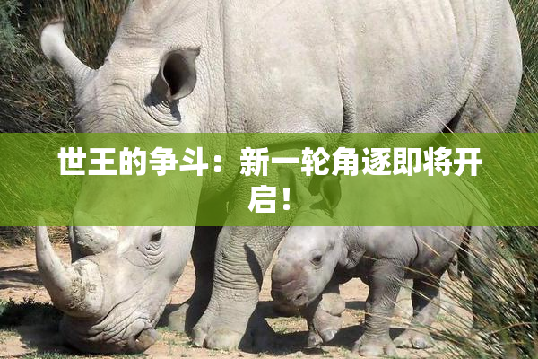 世王的争斗：新一轮角逐即将开启！